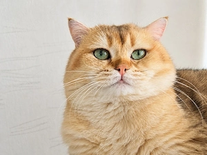 BKH Deckkater NY11 Golden Chinchilla mit grünen Augen und Stammbaum