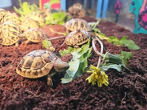 Griechische Landschildkröten abzugeben 