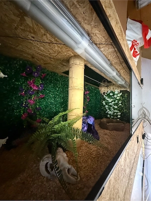 4x OSB- Terrarien 180*60*60 Bild 5