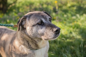 *WILSON* liebt alle Arten der Beschäftigung. In seinem Gehege ist er aber ruhig und bedächtig. 