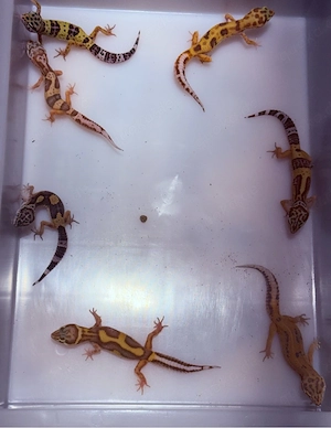 verkauf oder tausch Leopardgeckos NZ 25 verschiedene Farbmorphen