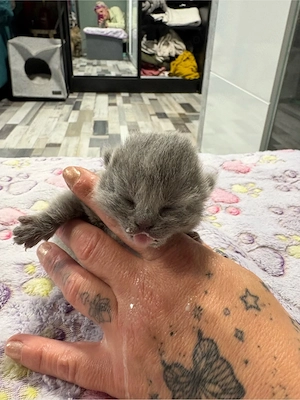 Britisch Kurz Haar Kitten 