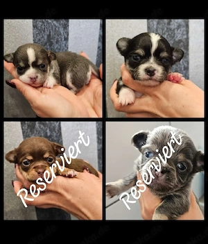 Chihuahua Welpen 