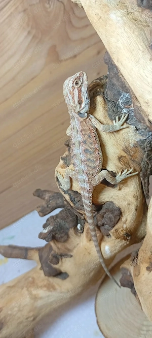 Süße Farb-Bartagamen Babys (Citrus-Leatherback x Hypo Orange Sandfire) liebevoll aufgezogen Bild 4