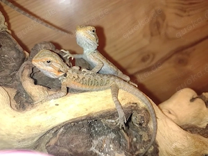 Süße Farb-Bartagamen Babys (Citrus-Leatherback x Hypo Orange Sandfire) liebevoll aufgezogen Bild 2