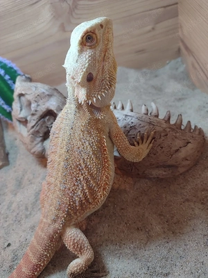 Süße Farb-Bartagamen Babys (Citrus-Leatherback x Hypo Orange Sandfire) liebevoll aufgezogen Bild 7