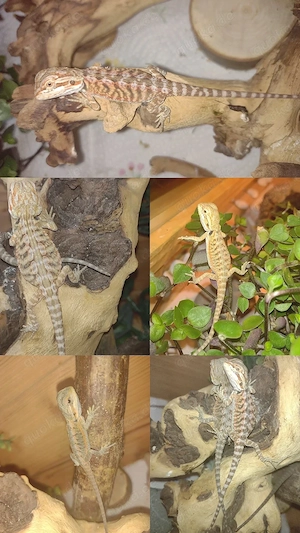 Süße Farb-Bartagamen Babys (Citrus-Leatherback x Hypo Orange Sandfire) liebevoll aufgezogen Bild 3