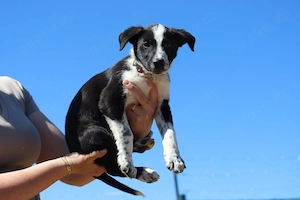 Welpe *FYNN* - Der kleine Hundemann ist lieb, verspielt und neugierig Bild 7