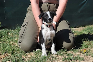 Welpe *FYNN* - Der kleine Hundemann ist lieb, verspielt und neugierig Bild 3