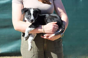 Welpe *FYNN* - Der kleine Hundemann ist lieb, verspielt und neugierig Bild 5