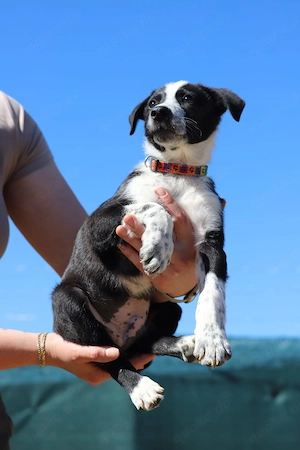 Welpe *FYNN* - Der kleine Hundemann ist lieb, verspielt und neugierig Bild 8