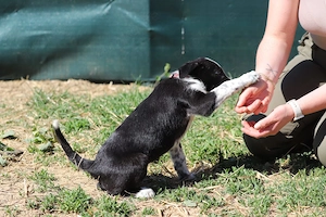 Welpe *FYNN* - Der kleine Hundemann ist lieb, verspielt und neugierig Bild 4