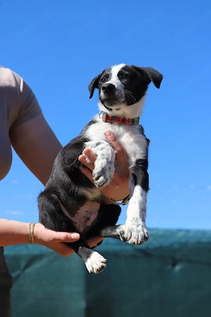 Welpe *FYNN* - Der kleine Hundemann ist lieb, verspielt und neugierig Bild 6