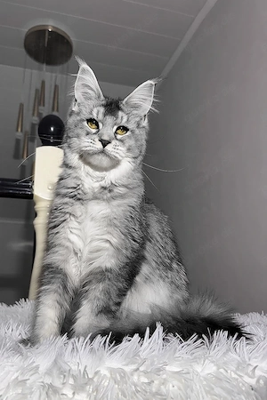Süße Maine-Coon-Katze (5 Monate alt) sucht ein liebevolles neues Zuhause. Schwarz-getigert.