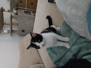 Katzen Kitten