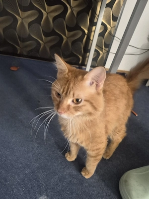 main coon kater 
