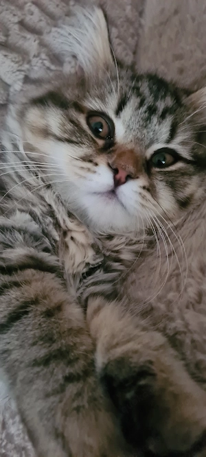 bkh kitte dringend abzugeben 