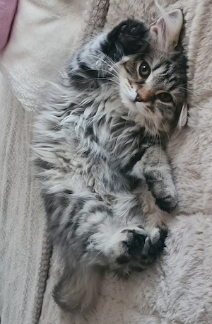 kitte bkh sucht liebes zu hause 