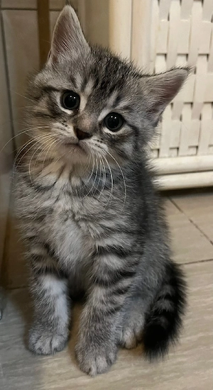Süsse Perser Mix Kitten *_*