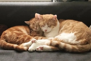 Simba und Kiara