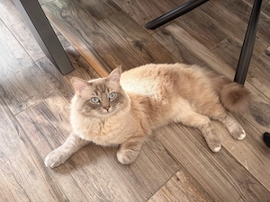 Schöner Ragdoll Deckkater 