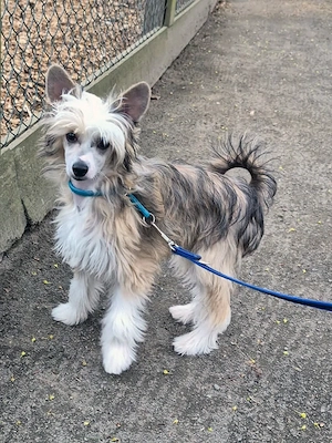 Chinesischer Schopfhund Powderpuff
