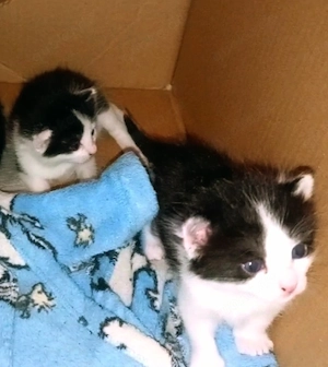 Angora Perser Mix Kitten 