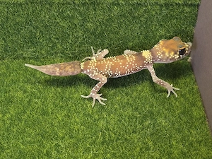 Underwoodsaurius Milli  Australischer Dickschwanzgecko 