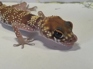 Underwoodsaurius Milli  Australischer Dickschwanzgecko 