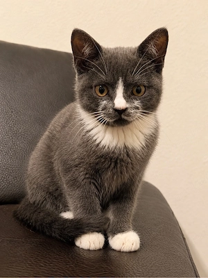 Wunderschöne BKH mix Kitten abzugeben