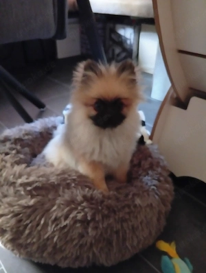 Spitz Pomerania welbe 