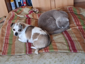 BKh Katze zu verkaufen 