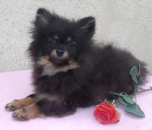 Kleines Zwergspitzmädchen black and tan, Ahnentafel und Chip 7 Monate