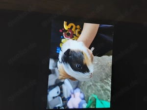 Meerschweinchen 