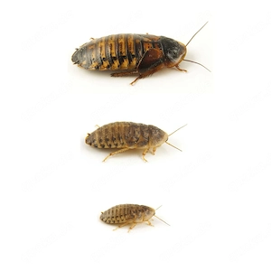 Argentinische Waldschaben 'dubia'