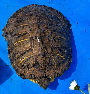 Rotwangen-Schildkröte
