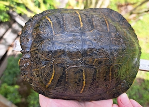 Rotwangen-Schildkröte Bild 2