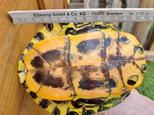 Rotwangen-Schildkröte Bild 4