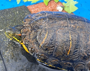 Rotwangen-Schildkröte Bild 3