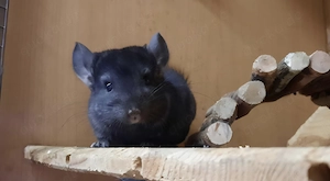  Chinchillas suchen liebevolles Zuhause 