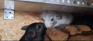 Chinchilla Teenie Weibchen zur Abgabe