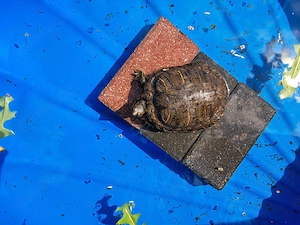 Rotwangen-Schildkröte Bild 5