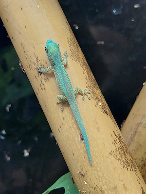 Phelsuma Robertmertensi