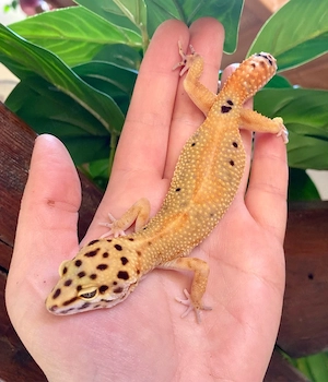 Leopardgecko Weibchen Clown p.h Raptor