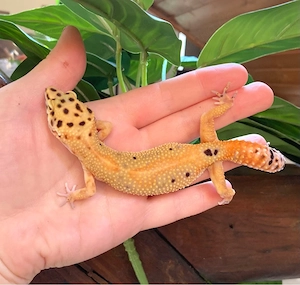 Leopardgecko Weibchen Clown p.h Raptor