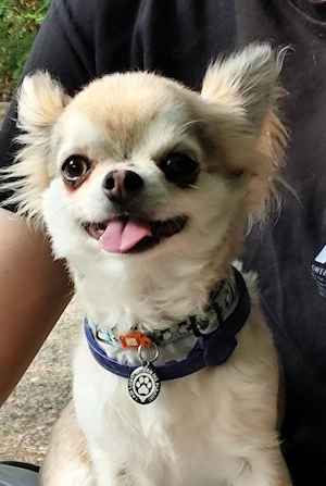 Chihuahua Rüde 