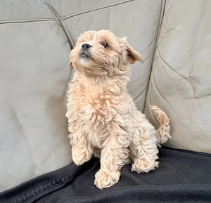 Maltipoo-Welpen - nur noch ein Weibchen abzugeben  - image 3