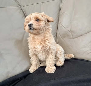 Maltipoo-Welpen - nur noch ein Weibchen abzugeben  - image 4