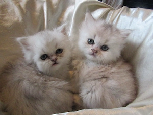Bildhübsche Babys British Longhair, Eltern mit Stammbaum, 