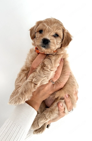 Maltipoo-Welpen - nur noch ein Weibchen abzugeben  - image 2